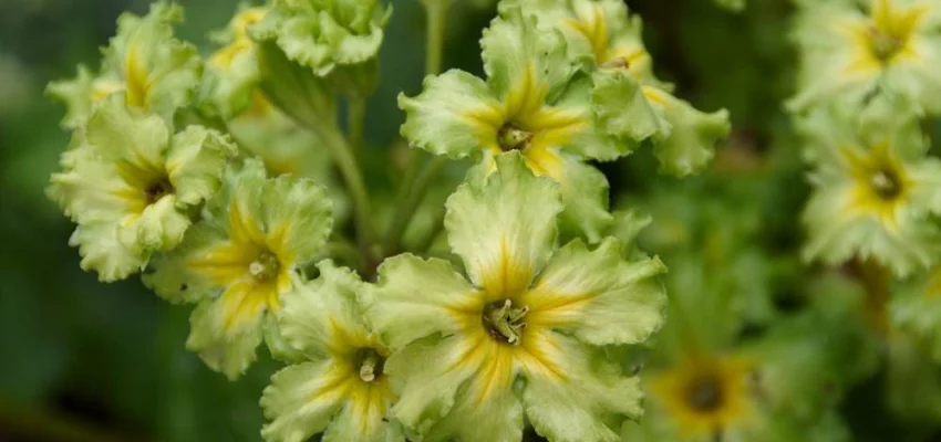 PRIMULA 'Francesca'