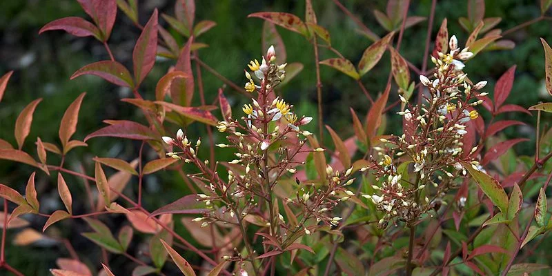 NANDINA domestica - Bambou sacré