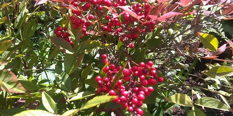 NANDINA domestica - Bambou sacré