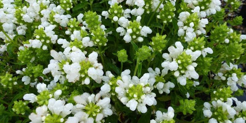PRUNELLA grandiflora 'White Loveliness' - Prunelle