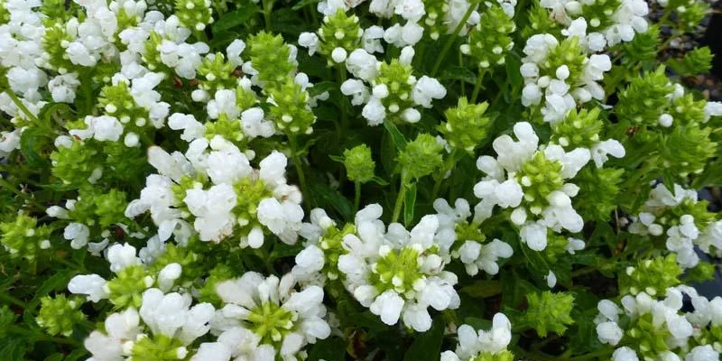 PRUNELLA grandiflora 'White Loveliness' - Prunelle