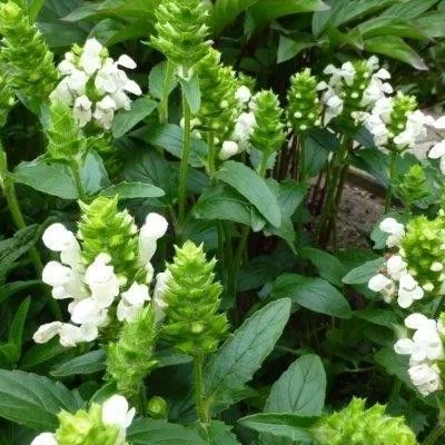 PRUNELLA grandiflora 'White Loveliness' - Prunelle