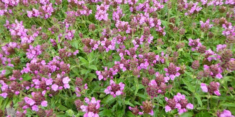 PRUNELLA webbiana 'Rosea' - Prunelle