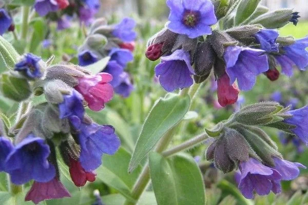 PULMONARIA angustifolia 'Blaues Meer' - Pulmonaire