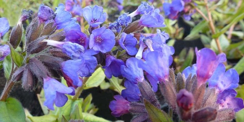 PULMONARIA angustifolia 'Blaues Meer' - Pulmonaire