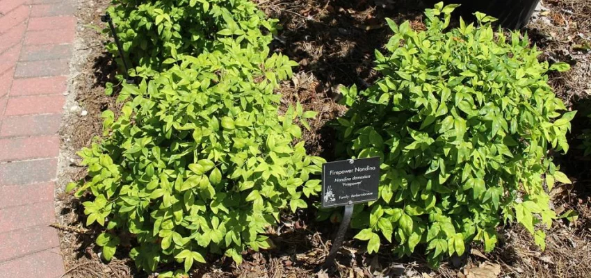 NANDINA domestica 'Firepower' - Bambou sacré nain 'Firepower'