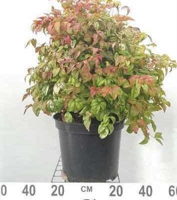 NANDINA domestica 'Firepower' - Bambou sacré nain 'Firepower'