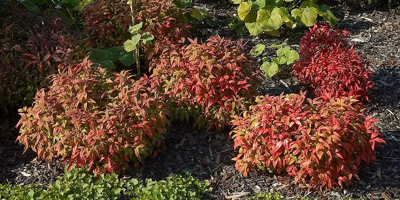 NANDINA domestica 'Firepower' - Bambou sacré nain 'Firepower'