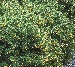 BERBERIS buxifolia 'Nana' - Epine vinette