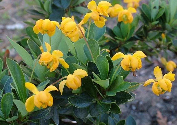 BERBERIS buxifolia 'Nana' - Epine vinette