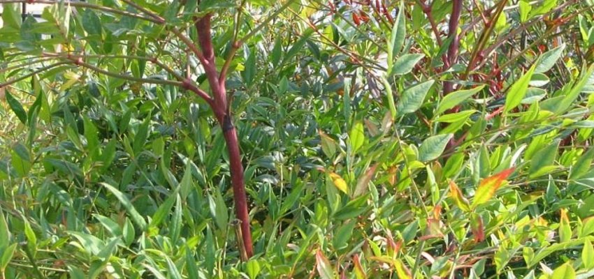 NANDINA domestica 'Richmond' - Bambou sacré 'Plum passion'