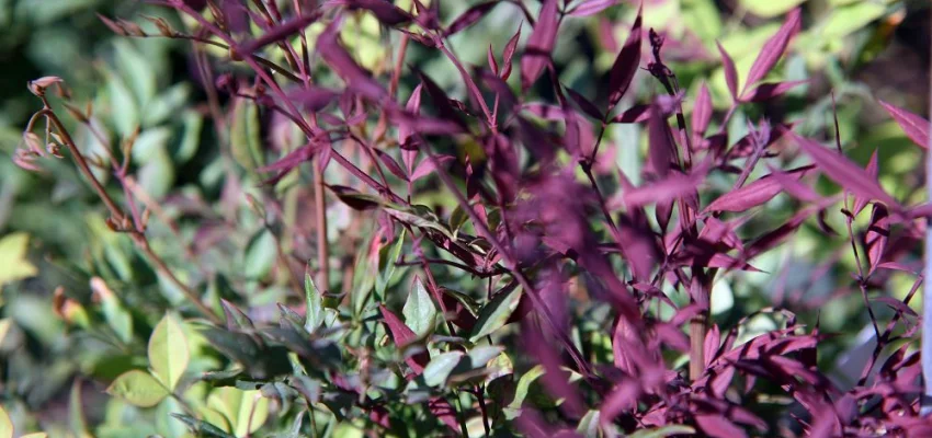 NANDINA domestica 'Richmond' - Bambou sacré 'Plum passion'
