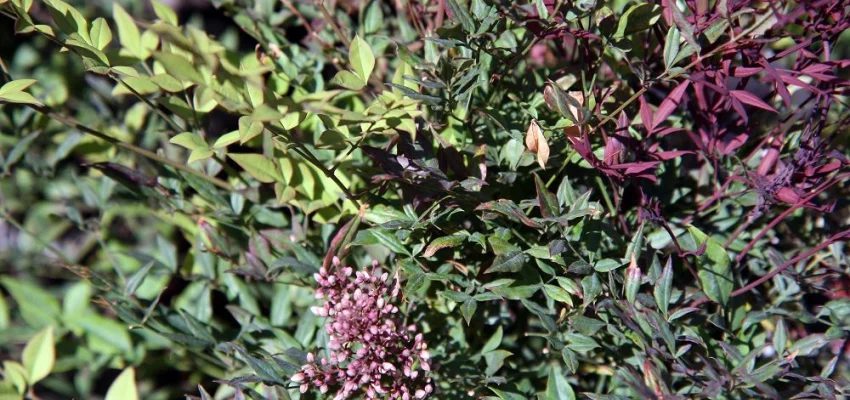 NANDINA domestica 'Richmond' - Bambou sacré 'Plum passion'