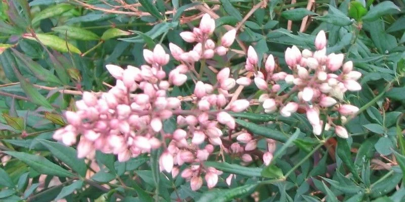 NANDINA domestica 'Richmond' - Bambou sacré 'Plum passion'