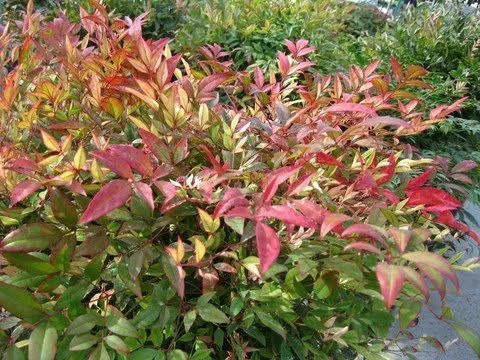 NANDINA domestica 'Richmond' - Bambou sacré 'Plum passion'