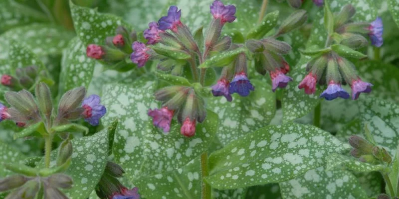 PULMONARIA 'Trevi Fountain' - Pulmonaria