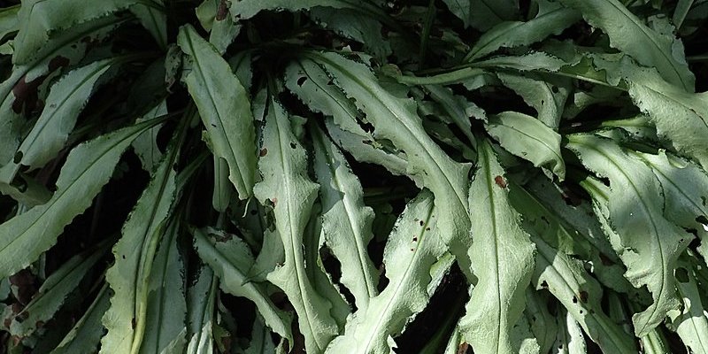 PULMONARIA longifolia 'Diana Clare' - Pulmonaire