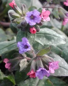 PULMONARIA officinalis 'Wuppertal' - Pulmonaire