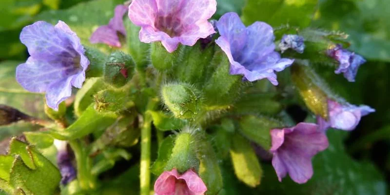 PULMONARIA officinalis 'Wuppertal' - Pulmonaire