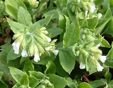 PULMONARIA rubra 'Alba corollata' - Pulmonaire