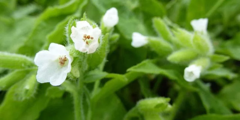 PULMONARIA rubra 'Alba corollata' - Pulmonaire