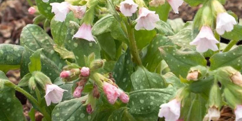 PULMONARIA saccharata 'Pierre’s Pure Pink' - Pulmonaire