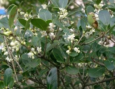 OSMANTHUS burkwoodii - Osmanthe, plantes de haie