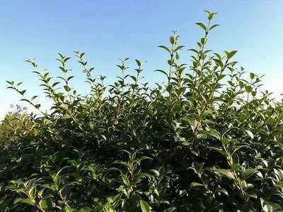 OSMANTHUS burkwoodii - Osmanthe de Burkwood, plantes de haie