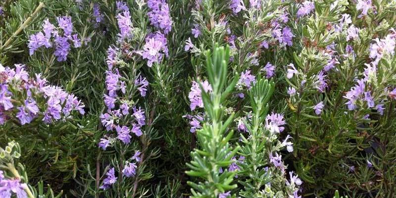 ROSMARINUS officinalis 'Majorca Pink'