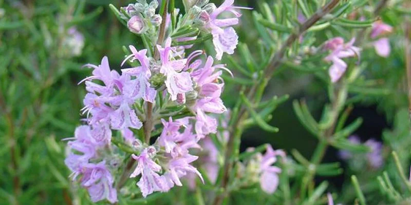 ROSMARINUS officinalis 'Majorca Pink'