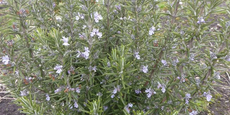 ROSMARINUS officinalis 'Miss Jessopp's Upright'