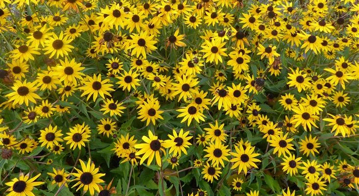 RUDBECKIA fulgida 'Early Bird Gold'