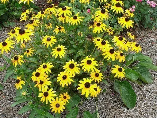 RUDBECKIA fulgida 'Early Bird Gold'