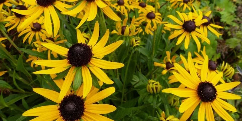 RUDBECKIA fulgida 'Little Goldstar'®