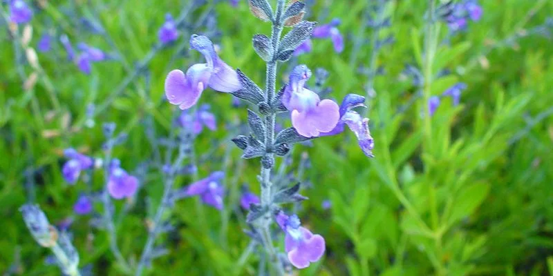 SALVIA coahuilensis - Sauge de Coahuila