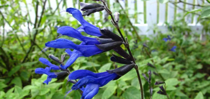 SALVIA guaranitica 'Black and Blue'