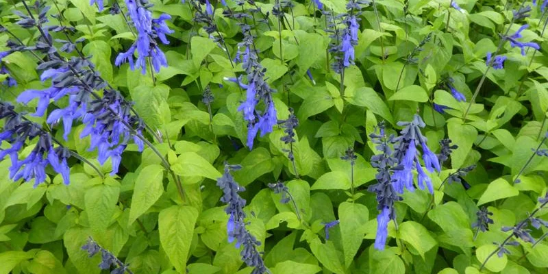 SALVIA guaranitica 'Black and Blue'