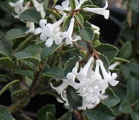 OSMANTHUS delavayi - Omanthe de Delaway