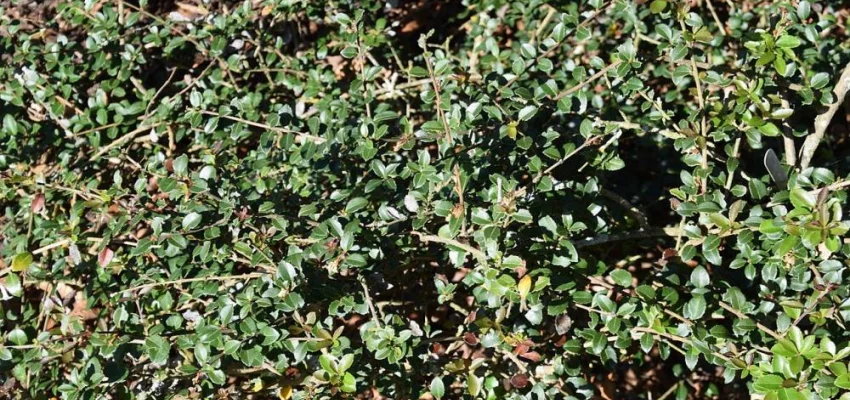 OSMANTHUS delavayi - Omanthe de Delaway