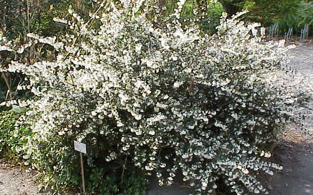 OSMANTHUS delavayi - Omanthe de Delaway