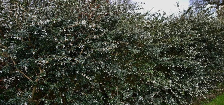 OSMANTHUS delavayi - Omanthe de Delaway