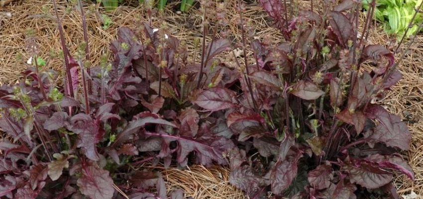 SALVIA lyrata 'Purple Knockout' - Sauge vivace