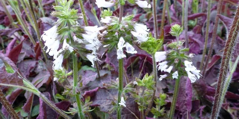 SALVIA lyrata 'Purple Knockout' - Sauge vivace