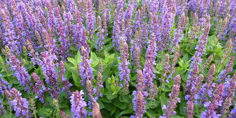 SALVIA nemorosa 'Little Friesland' - Sauge vivace