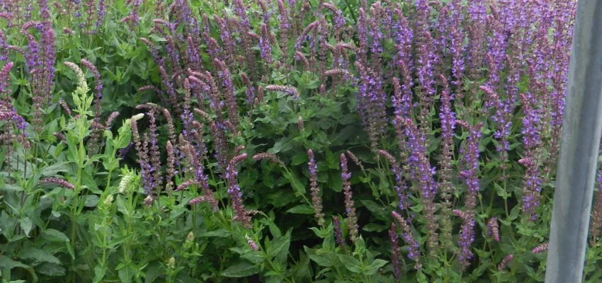 SALVIA nemorosa 'Little Friesland' - Sauge vivace