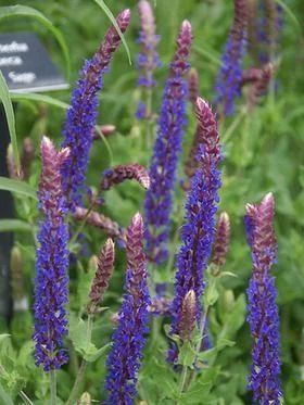 SALVIA nemorosa 'Lubeca' - Sauge vivace