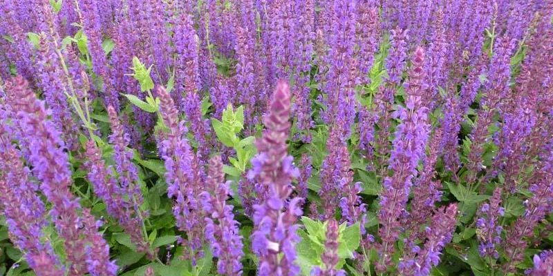 SALVIA nemorosa 'Lubeca' - Sauge vivace