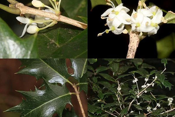 OSMANTHUS heterophyllus - Osmanthe à feuilles variables