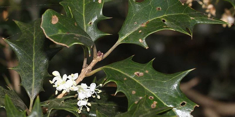 OSMANTHUS heterophyllus - Osmanthe à feuilles variables