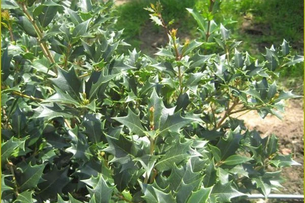 OSMANTHUS heterophyllus - Osmanthe à feuilles variables